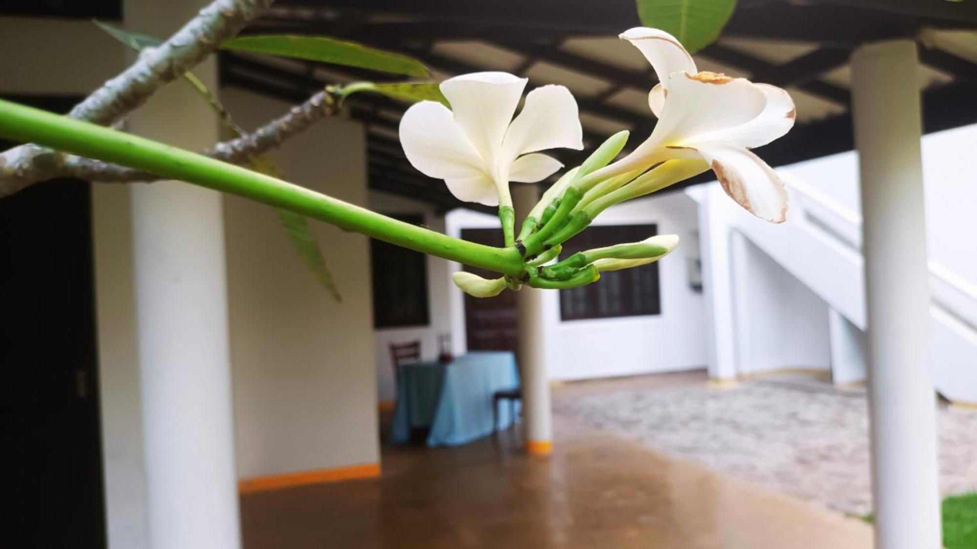 Greenery Lanka Villa Унаватуна Екстер'єр фото